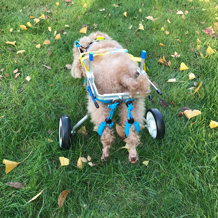 Silla de Ruedas para Perros con Movilidad Reducida