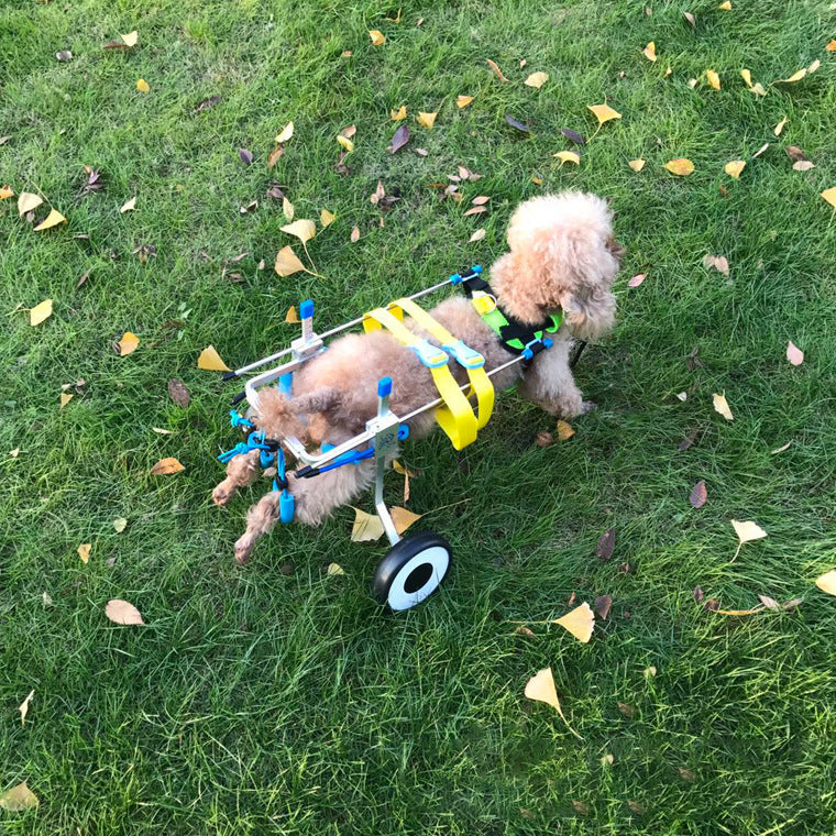 Silla de Ruedas para Perros con Movilidad Reducida