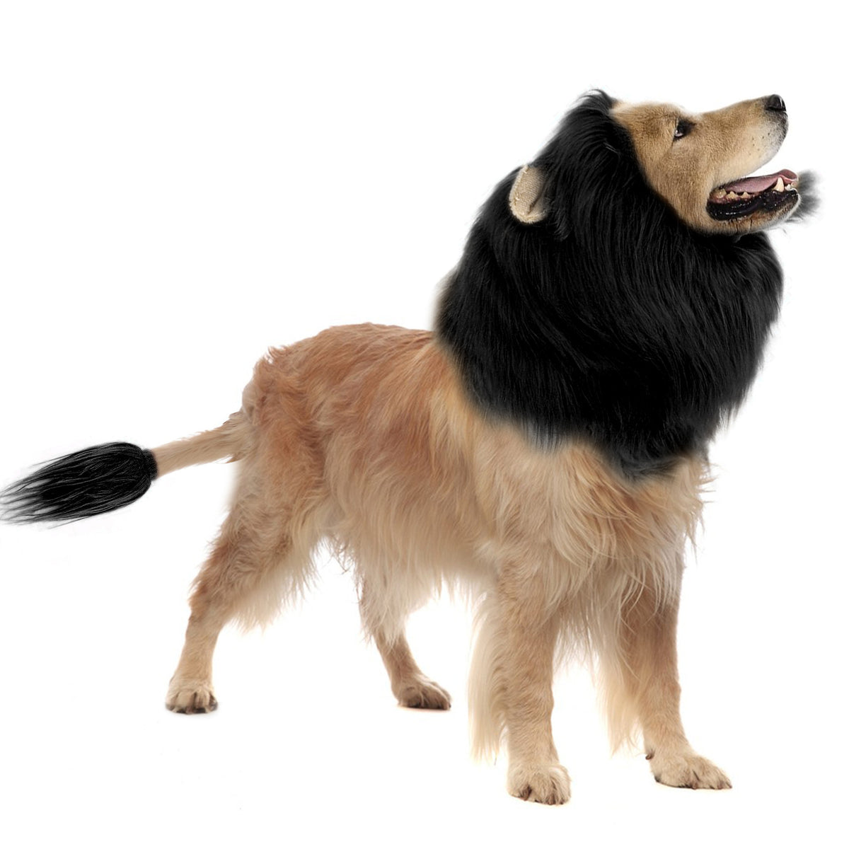 Máscara de León con Orejas para Mascotas. Disfraz Divertido para Perros y Gatos