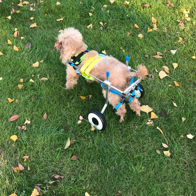 Silla de Ruedas para Perros con Movilidad Reducida