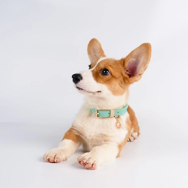 Collar de Cuero Genuino para Perros y Gatos